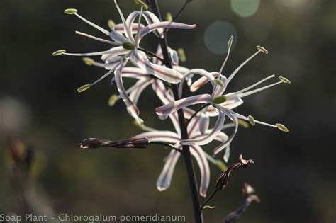 Plant Of The Month Soap Plant