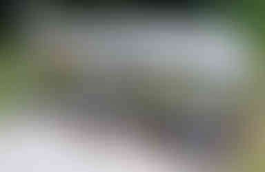 photo guide    common bee nests