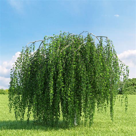 Mesteacan pletos (Betula pendula Youngii)