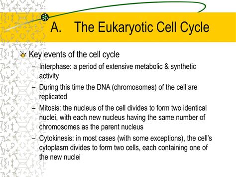PPT - The Cell Cycle and Mitosis PowerPoint Presentation, free download ...