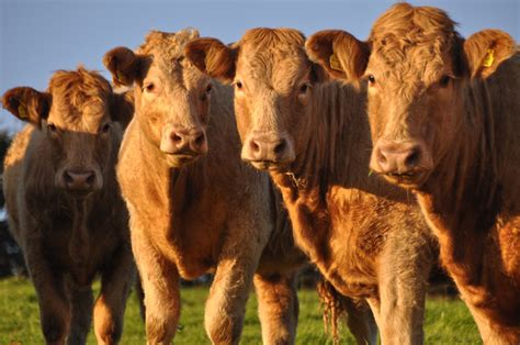 west somerset limousin cattle lewis clarke geograph britain