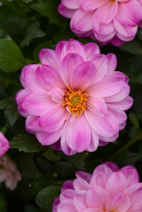 Dalaya® Fireball Dahlia | Dahlia, Showy flowers, Unusual plants