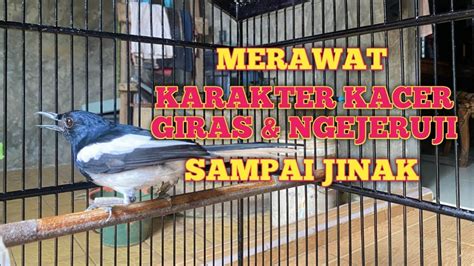 Memahami Gelagat Kacer Giras Dan Ngejeruji Sampai Jinak Di Mulai Dari