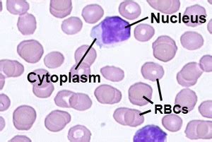 Human Blood Cell Under Microscope