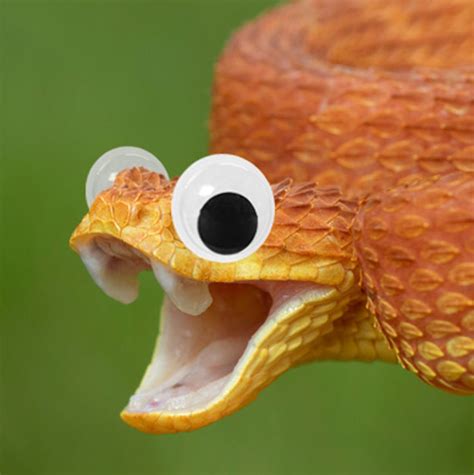 17 Creepy Creatures That Are Vastly Improved With Googly Eyes