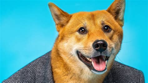 Shiba Inu Crypto News Shib Public