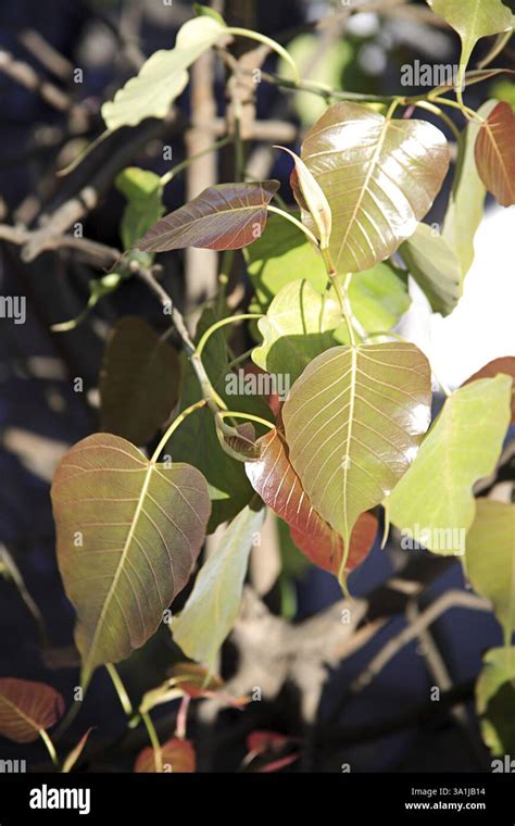 Pippal tree, India, Asia Stock Photo - Alamy