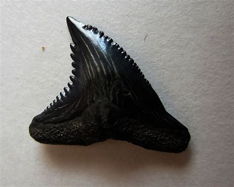 Fossil Snaggletooth Shark tooth Hemipristis by Collectorman2008