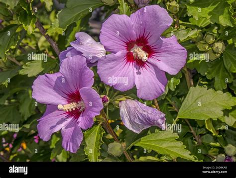 Hibiscus Flower Hedge Hi Res Stock Photography And Images Alamy