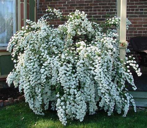 Spirea Bush Bridal Veil Bush Blooms Beautifully In The Spring And