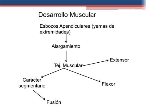 Desarrollo Muscular Embriología Ppt