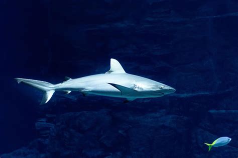 Megalodon shark grew to larger sizes due to cooler environments