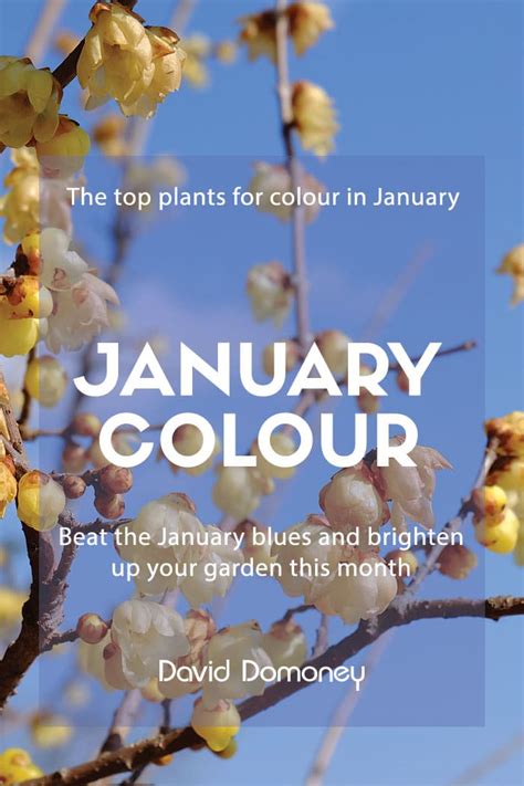The top 3 plants that flower in January - David Domoney