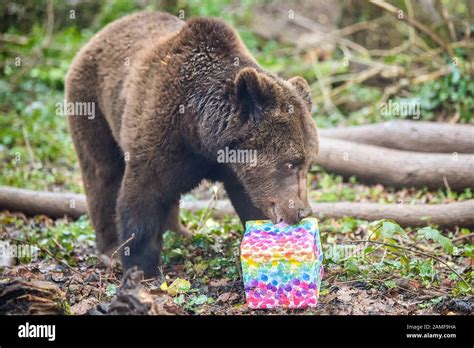 Four bears hi-res stock photography and images - Alamy