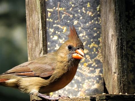 Cardinal Bird Food Guide: Offer Irresistible Eats & Attract Cardinals | Animallama