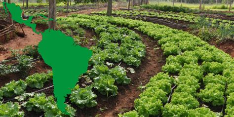 FoodNewsLatam Análisis y perspectivas de la agricultura en América Latina