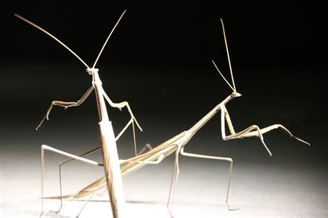 Free Images : nature, wing, line, bug, invertebrate, close up, mantis ...