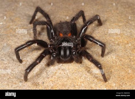 Highly Venomous Sydney Funnel Web Spider Stock Photo Alamy