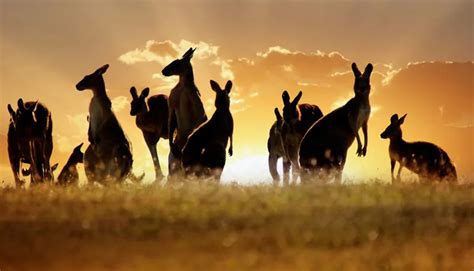 australia parkes phoenix