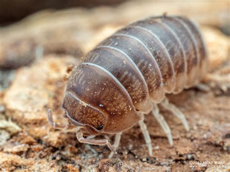 Eluma Caelata Isopod Site