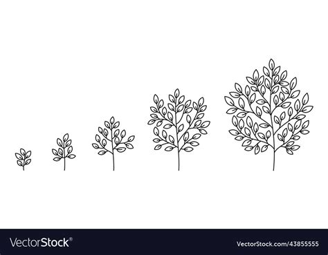 Tree growth stages plant development Royalty Free Vector