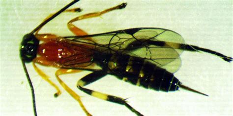 Gruesome parasitic wasp turns social spiders into 'zombies'