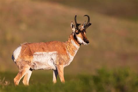 Pronghorn Antelope Photography Gallery of Photos & Pictures | Photos by Joseph C. Filer