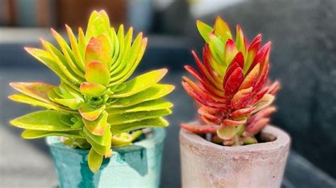 Crassula Capitella La Suculenta Que Cambia De Color Que Debes Tener En