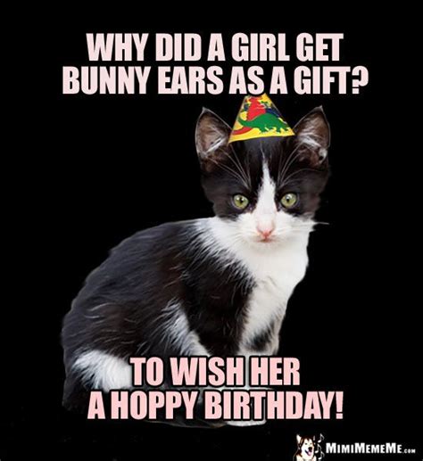 Belated Birthday Meme Cat Malia Stiltner