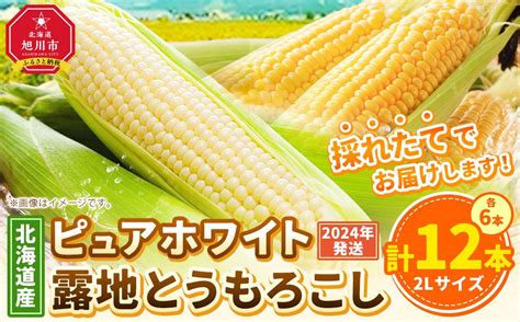 【先行予約】北海道産ピュアホワイト・露地とうもろこし 計12本 2024年8月下旬から発送開始予定jalふるさと納税jalのマイルがたまる