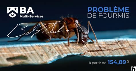 Fourmis Pharaon