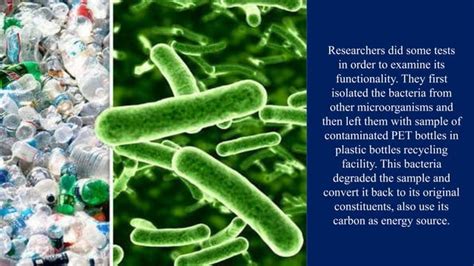 plastic eating bacteria ideonella sakaiensis pptx