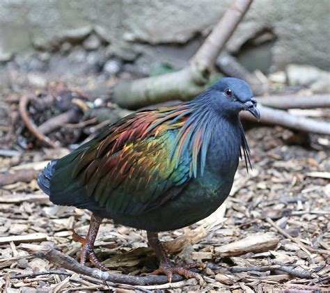 Pictures And Information On Nicobar Pigeon