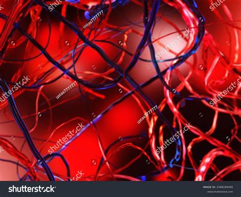 Blood Vessels Veins Arteries Circulatory System Stock Illustration