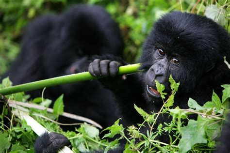 Gay Gorillas Are No Longer Alone Lesbian Monkeys Have Been Spotted Instinct Magazine