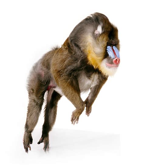 Mandrill Animal Stock Photos Kimballstock