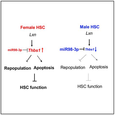 Latexin Regulates Sex Dimorphism In Hematopoiesis Via Gender Specific Differential Expression Of