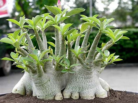 Adenium Bonsai Obesum Desert Rose Bonsai Adenium Plant