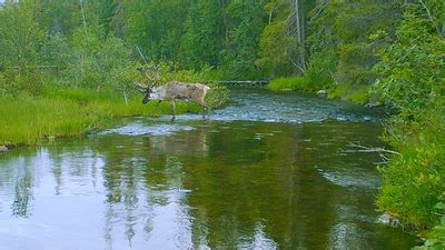 Северный олень