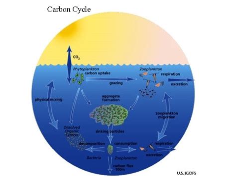 Chapter An Introduction To Marine Ecology Habitat