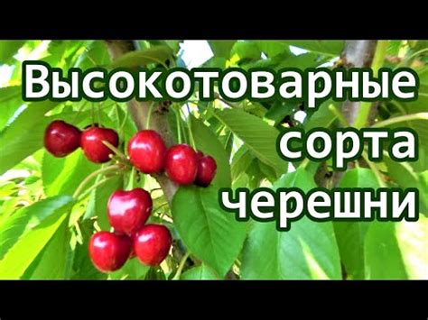 Черешня КАНАДА ГИГАНТ, БИНГ, САМБА / Одни из лучших среднеранних сортов ...
