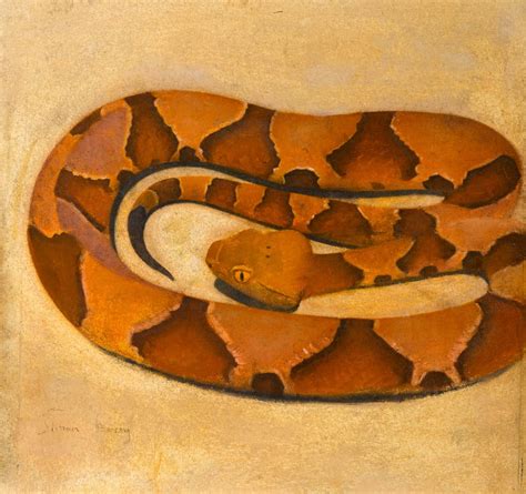 100 Copperhead Snake Pictures