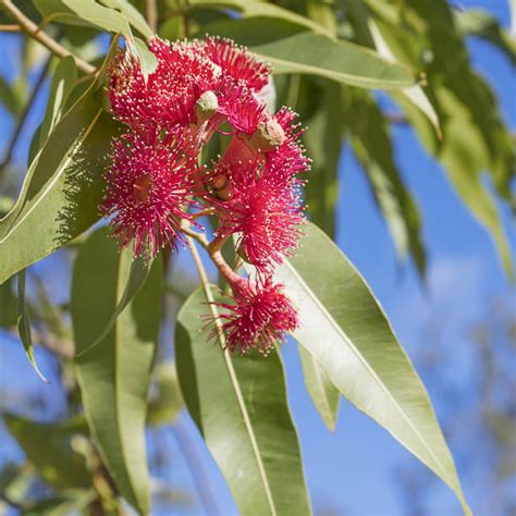 Best Bloodwood Tree Stock Photos, Pictures & Royalty-Free Images - iStock