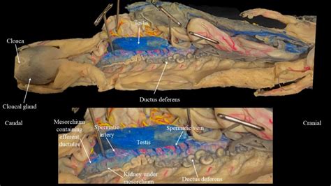 Necturus urogenital systems | Atlas of Comparative Vertebrate Anatomy