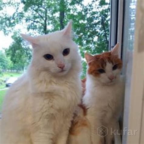 ОКНА ПВХ. КАЧЕСТВЕННО и НЕДОРОГО., цена Договорная купить в Витебске на ...