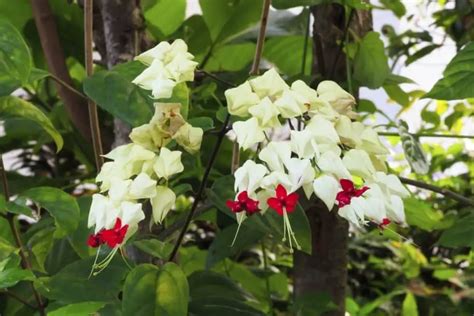 Clerodendron Cuidados Y Multiplicaci N Del Clerodendrum