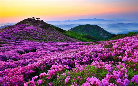 [400+] Beautiful Scenery Pictures | Wallpapers.com
