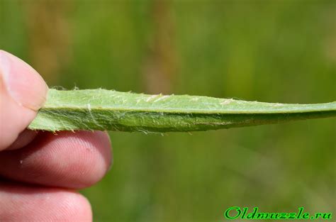 Растения Пензенской области: Колючник Биберштейна