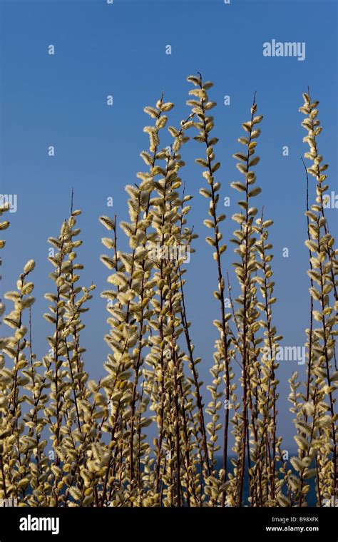 Pussy Willow Branches In Bloom Blossoms Stock Photo Alamy