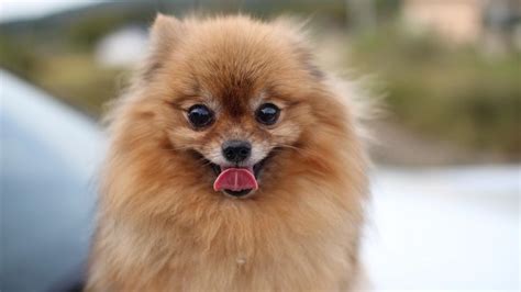 Cómo saber si mi pomerania es de raza Físico y comportamiento